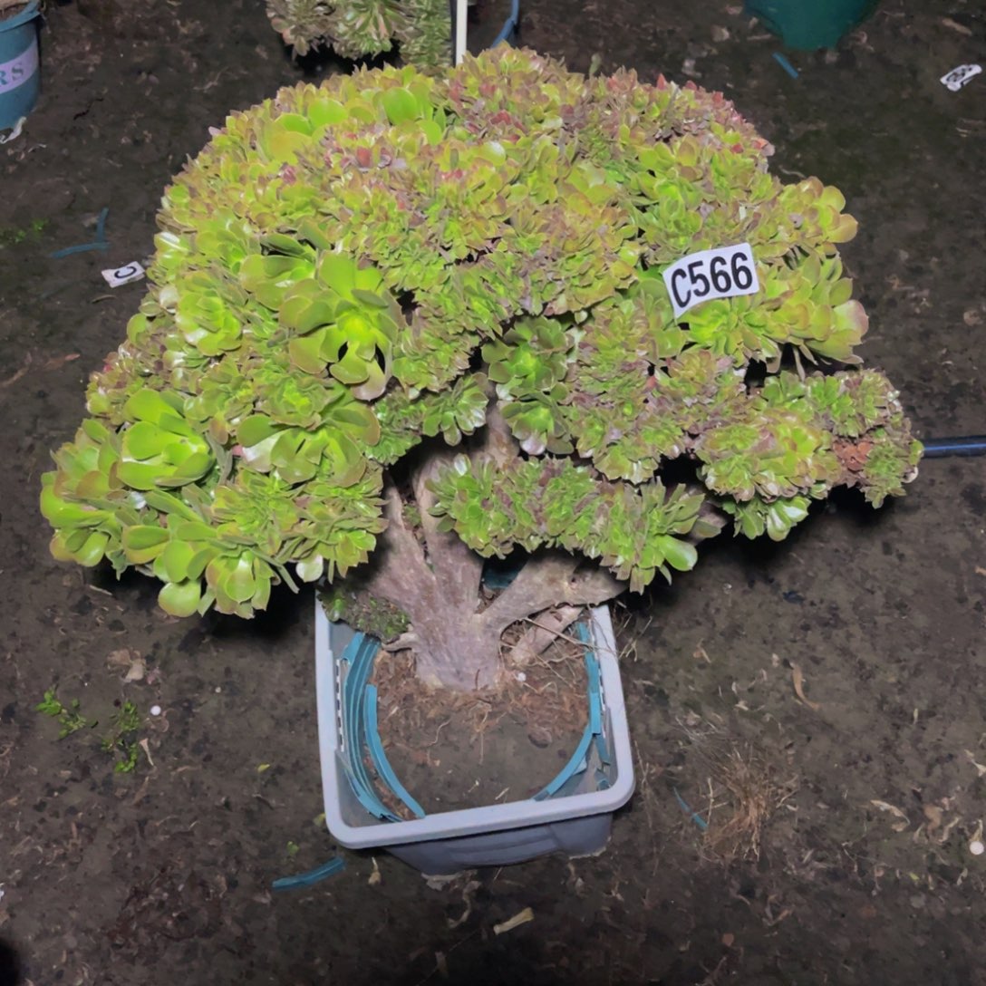 玫瑰法师16///37包邮