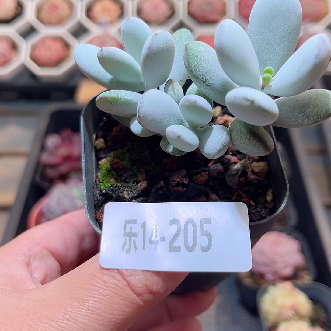 乐14-205 乒乓福娘 