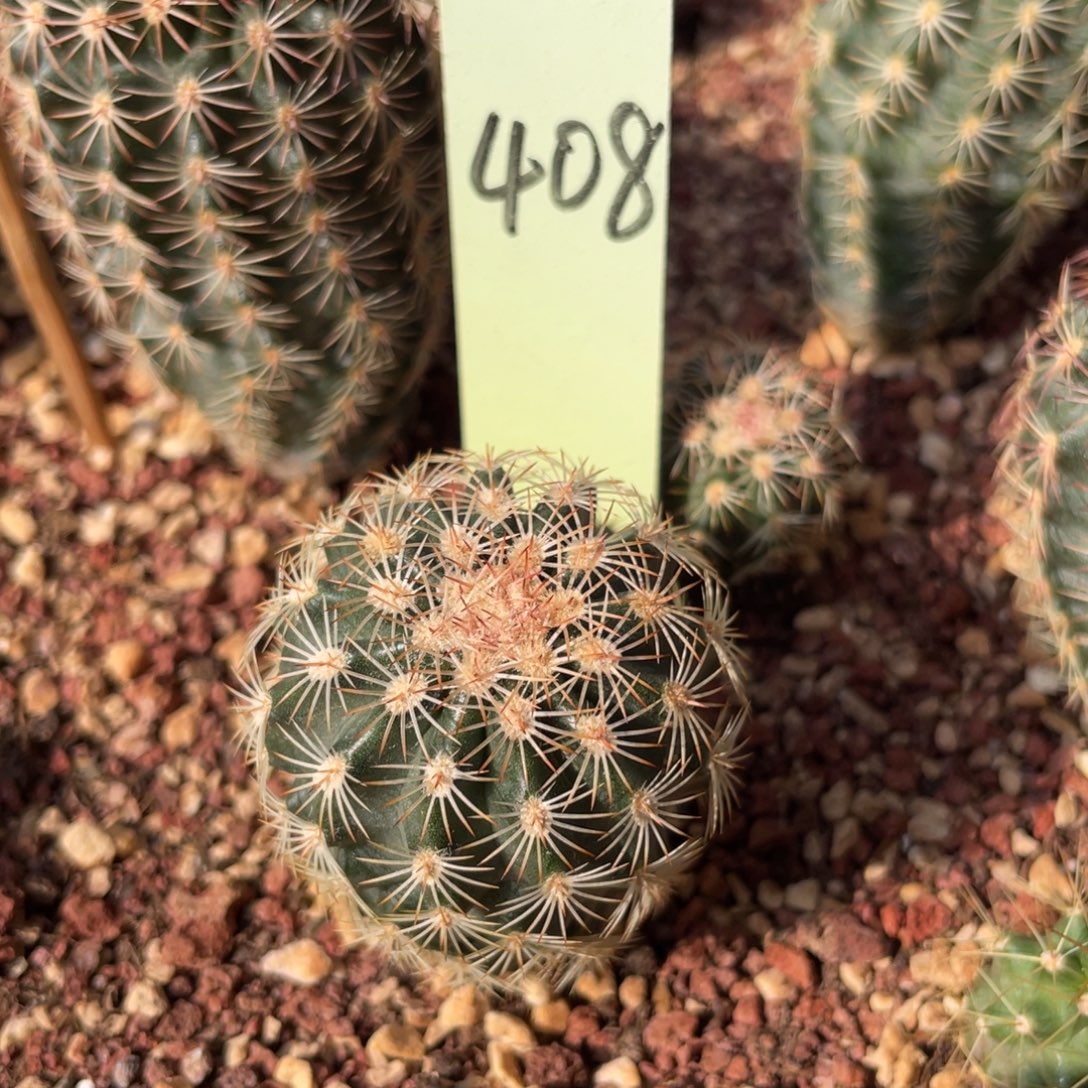 鹿角柱实生仙人球113自育三光