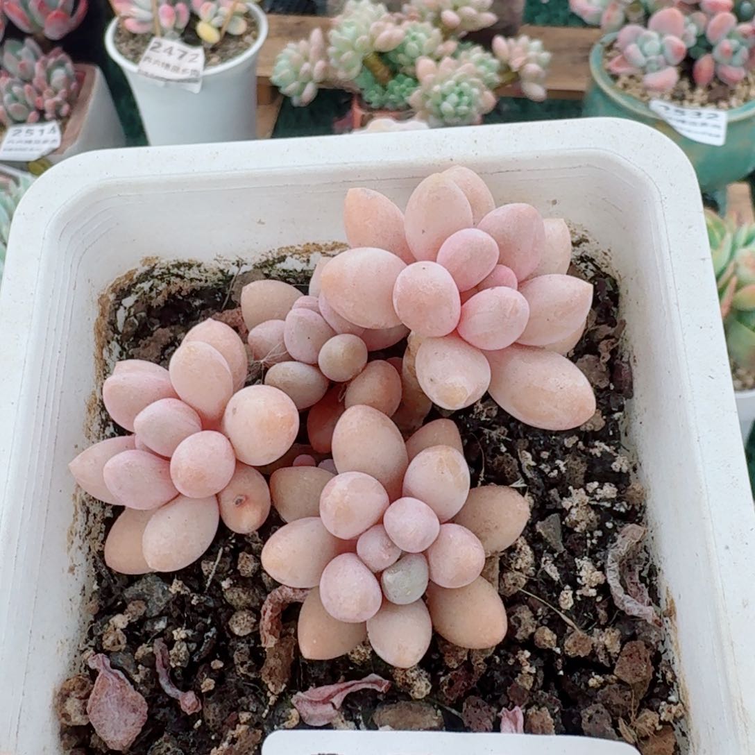 2513一物一拍（满28包邮