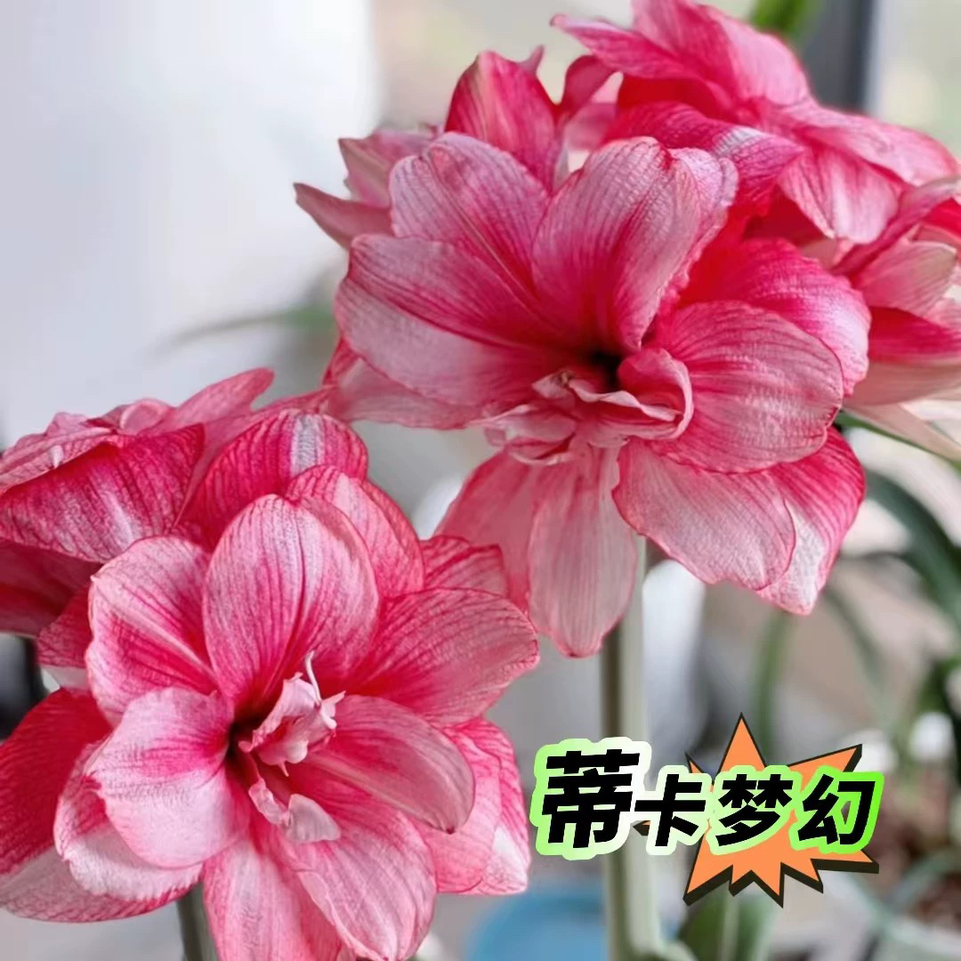 蒂卡梦幻 朱顶红 秘鲁进口种球重瓣年宵花国内自育球