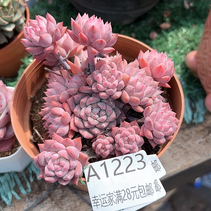 幸运的是我的朋友们