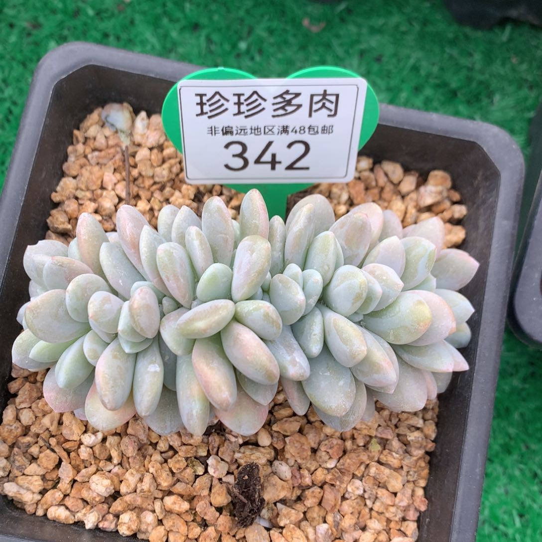 粉兔缀化10公分342