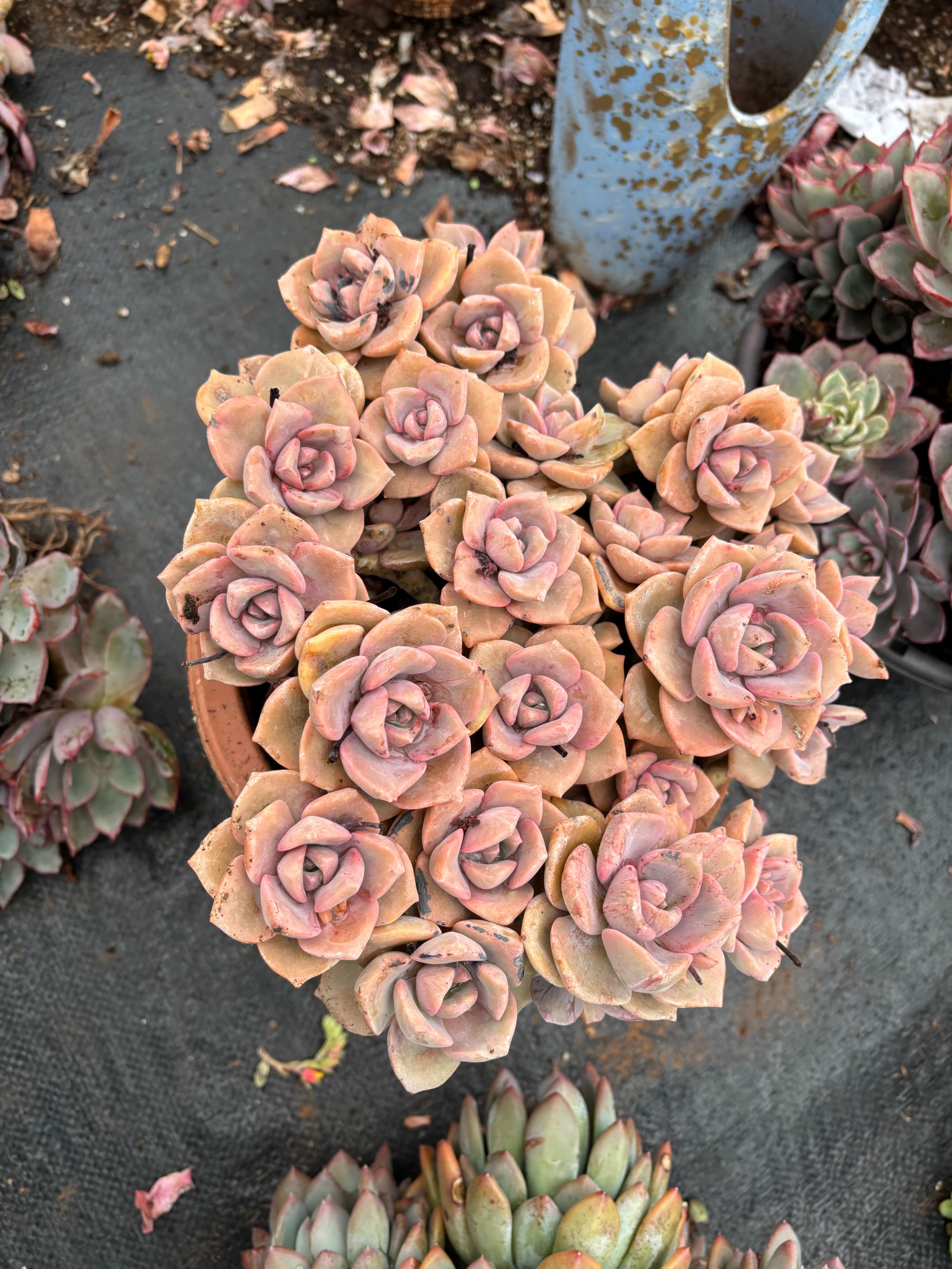 彩虹糖  精品多肉植物 新手好栽 好养 云南发货