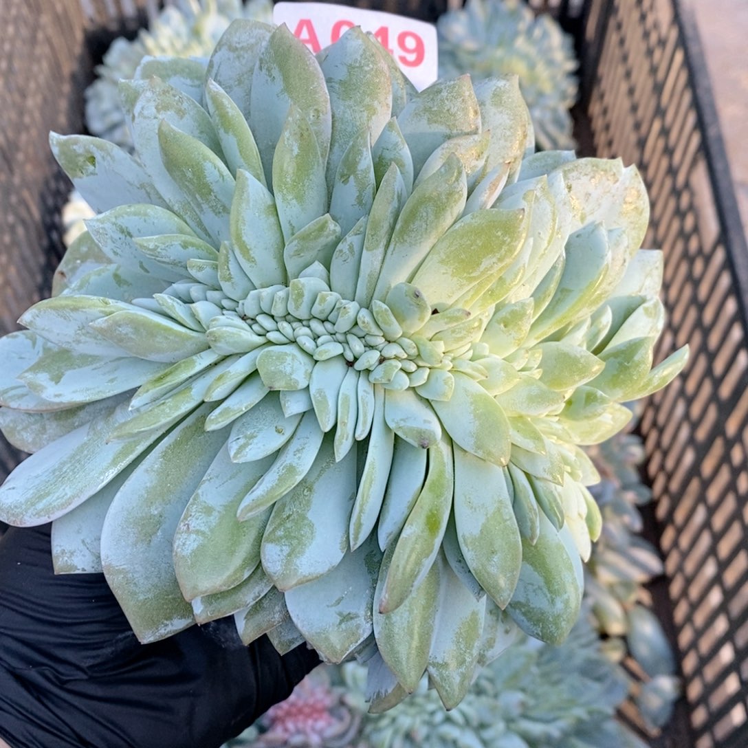 格***文49嫦娥缀瑕疵哇哇哇哇