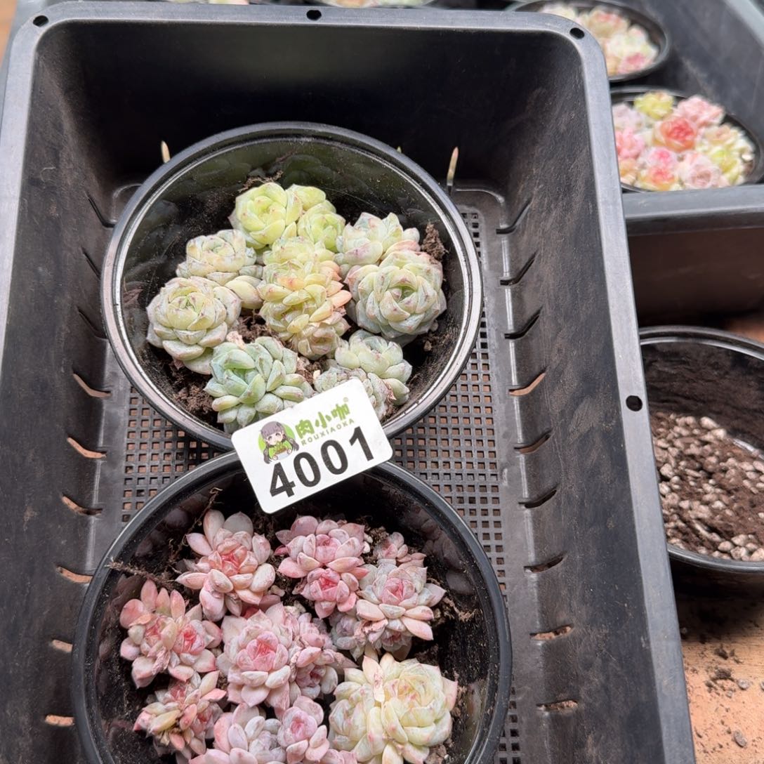 日****多肉植物多肉植物