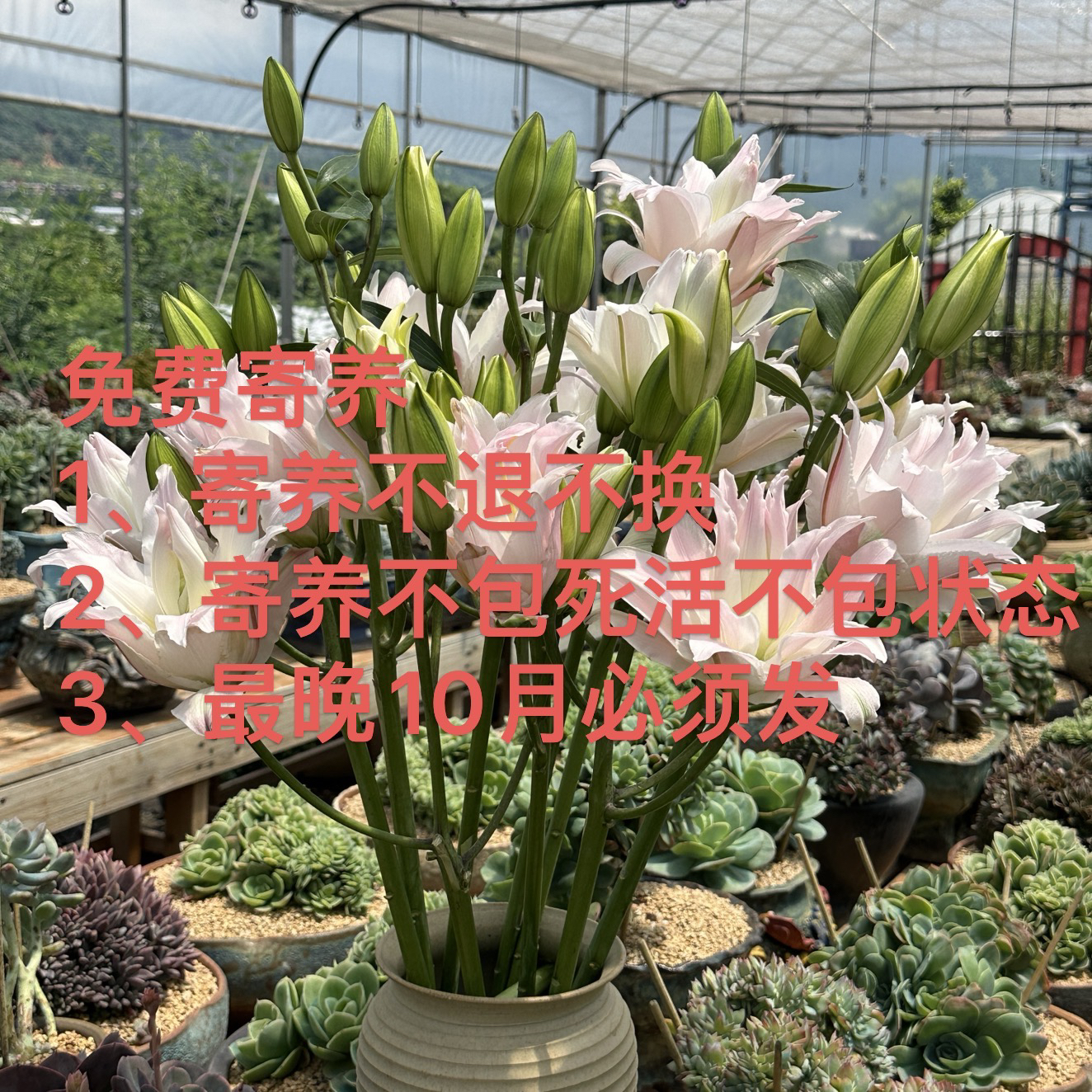 3号链接 璐璐多肉寄养链接，拍下默认同意寄养规则
