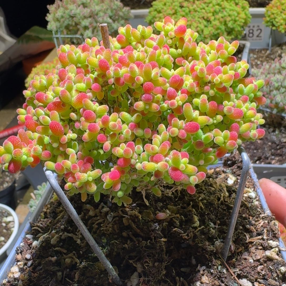蜜桔糖球枝干番杏557