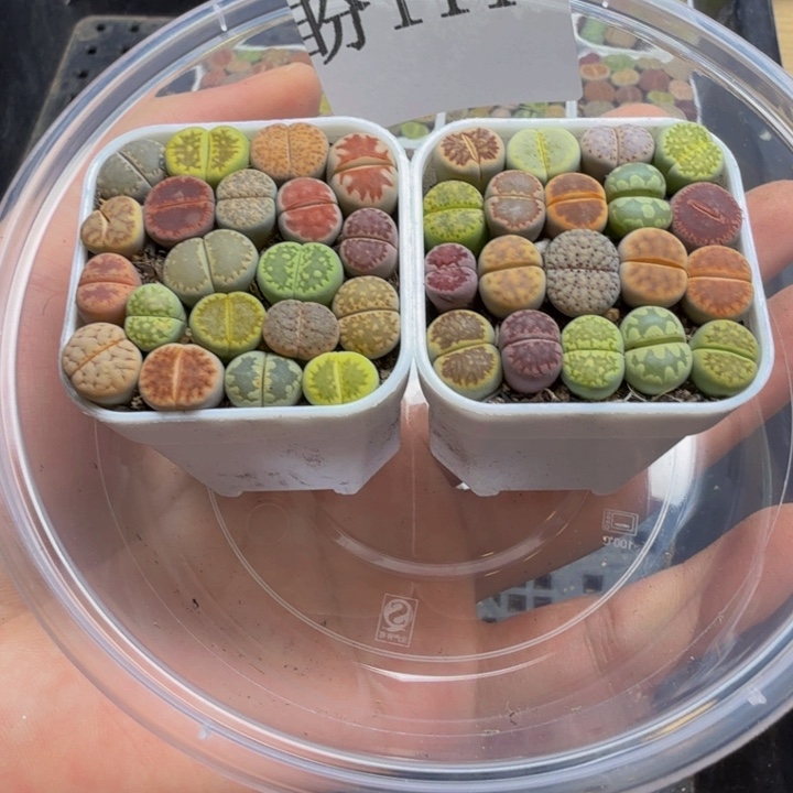 多肉植物和植物等111