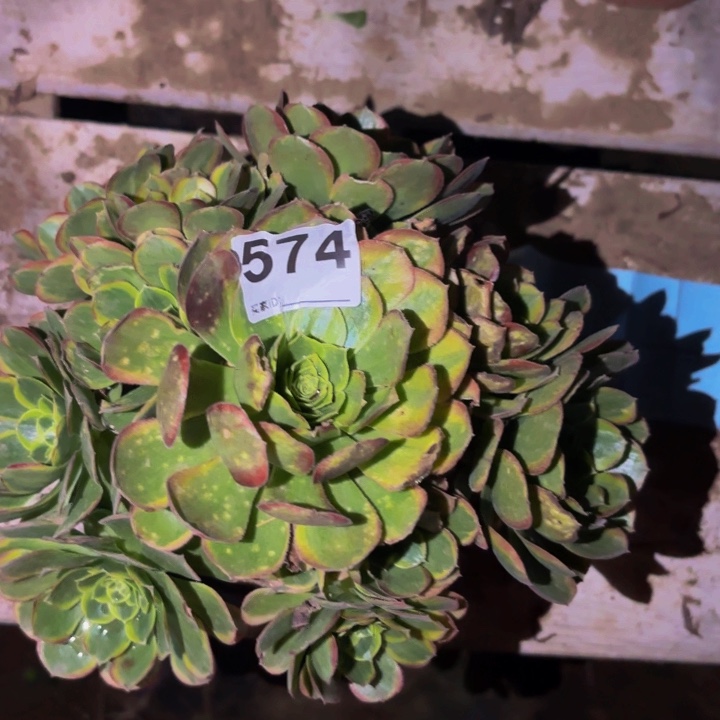 574奶白多肉植物不售后