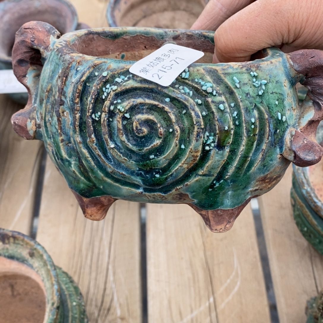 红陶舞*71号多肉盆一个呀