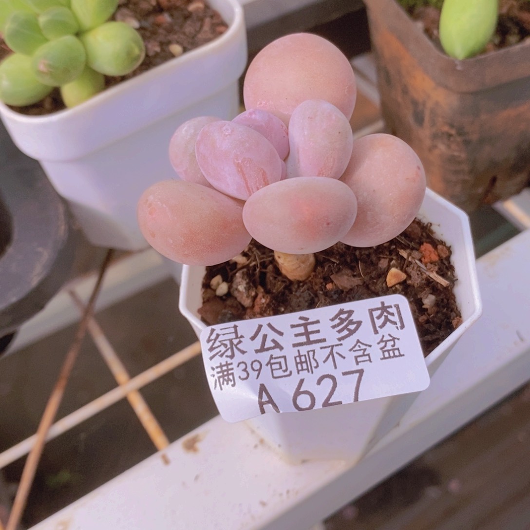 蛋黄奶单头627多肉植物