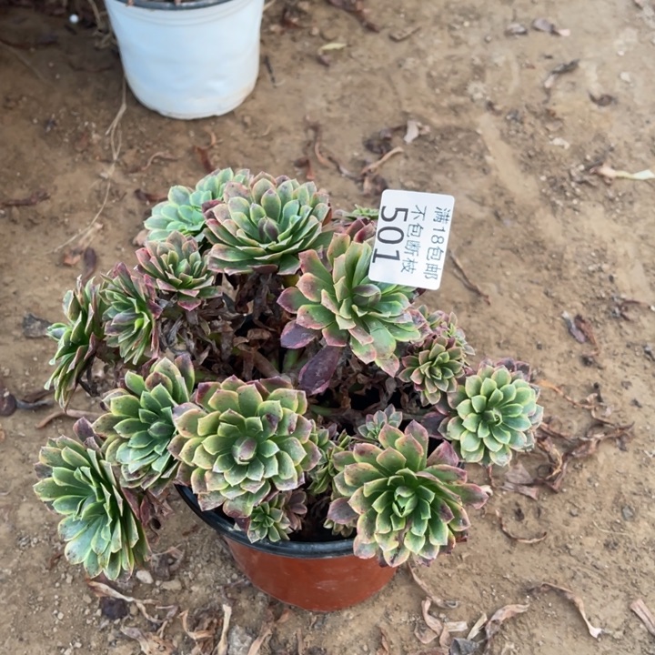 501朝霞绣球1号棚
