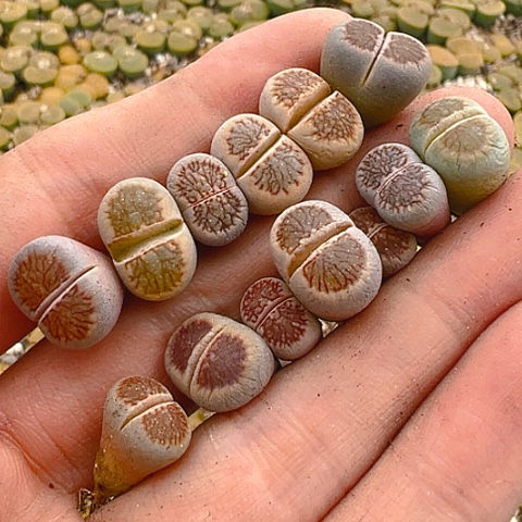 【闪购商品】20012