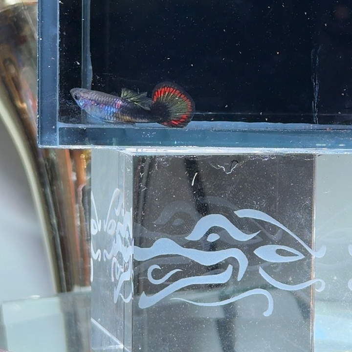 孔雀鱼半礼服烟火小圆尾