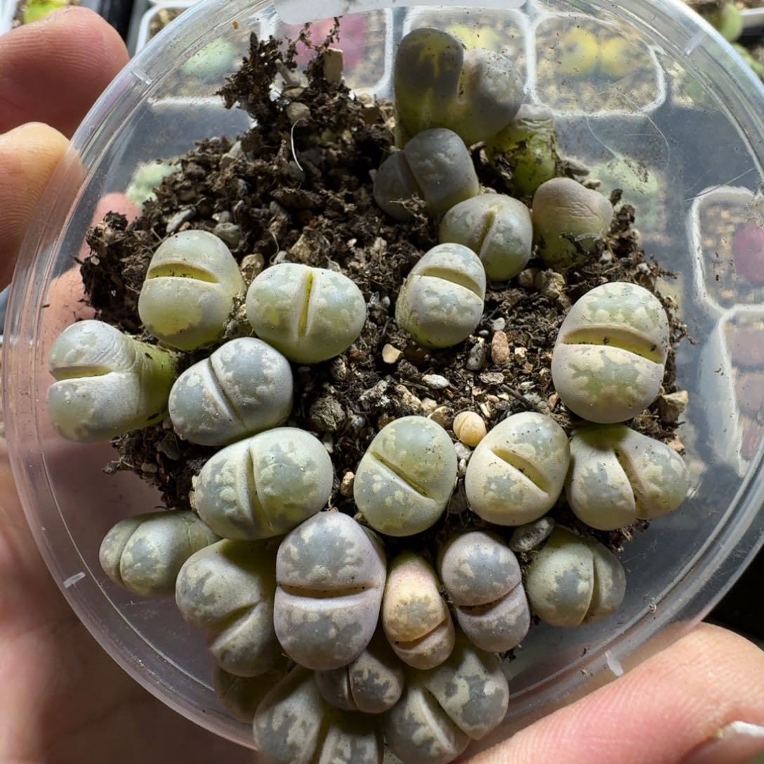 3031。彩色大牙一盒