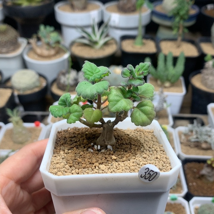 爱氏延命草多肉带盆350