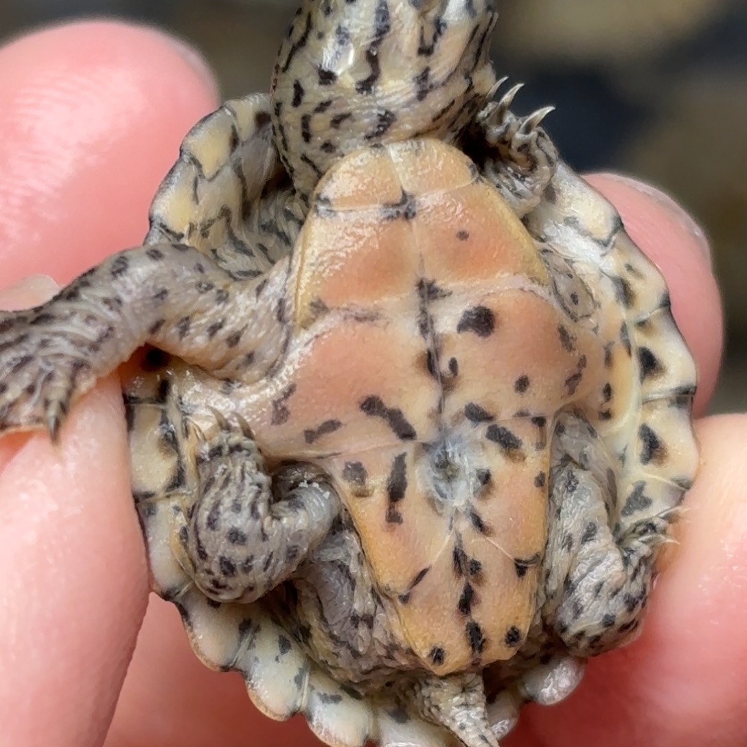 宠物龟不分公母全品双满纹黑刀