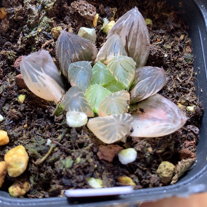 巨大赤线玉露锦带盆土