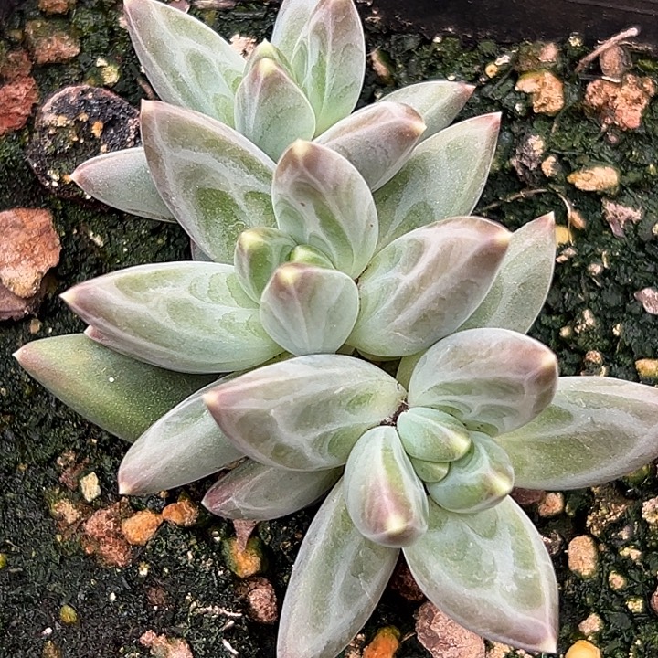 雪戴利美人特价一物一拍