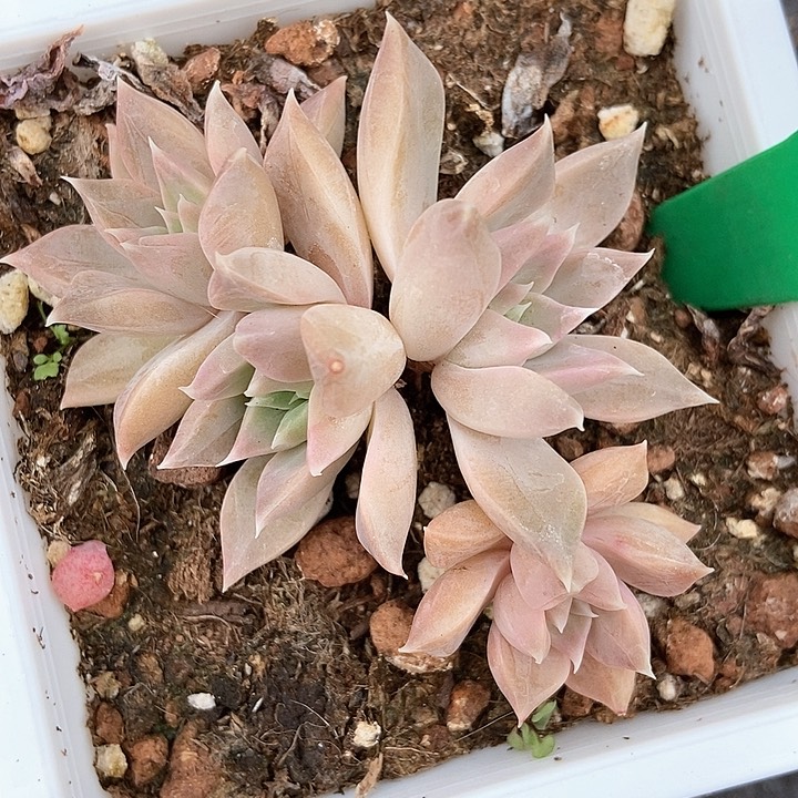 多肉植物966多肉