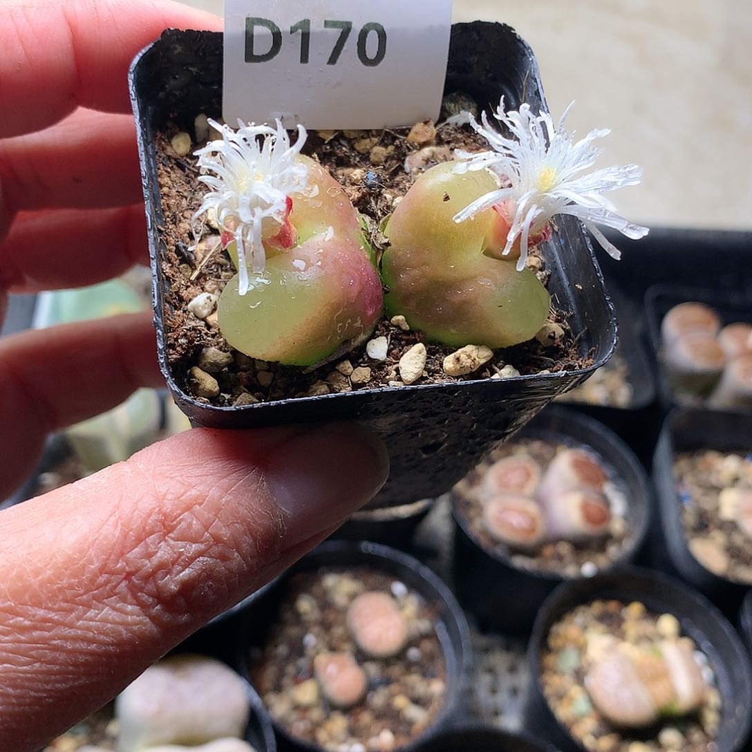 b****~D170多肉植物保护