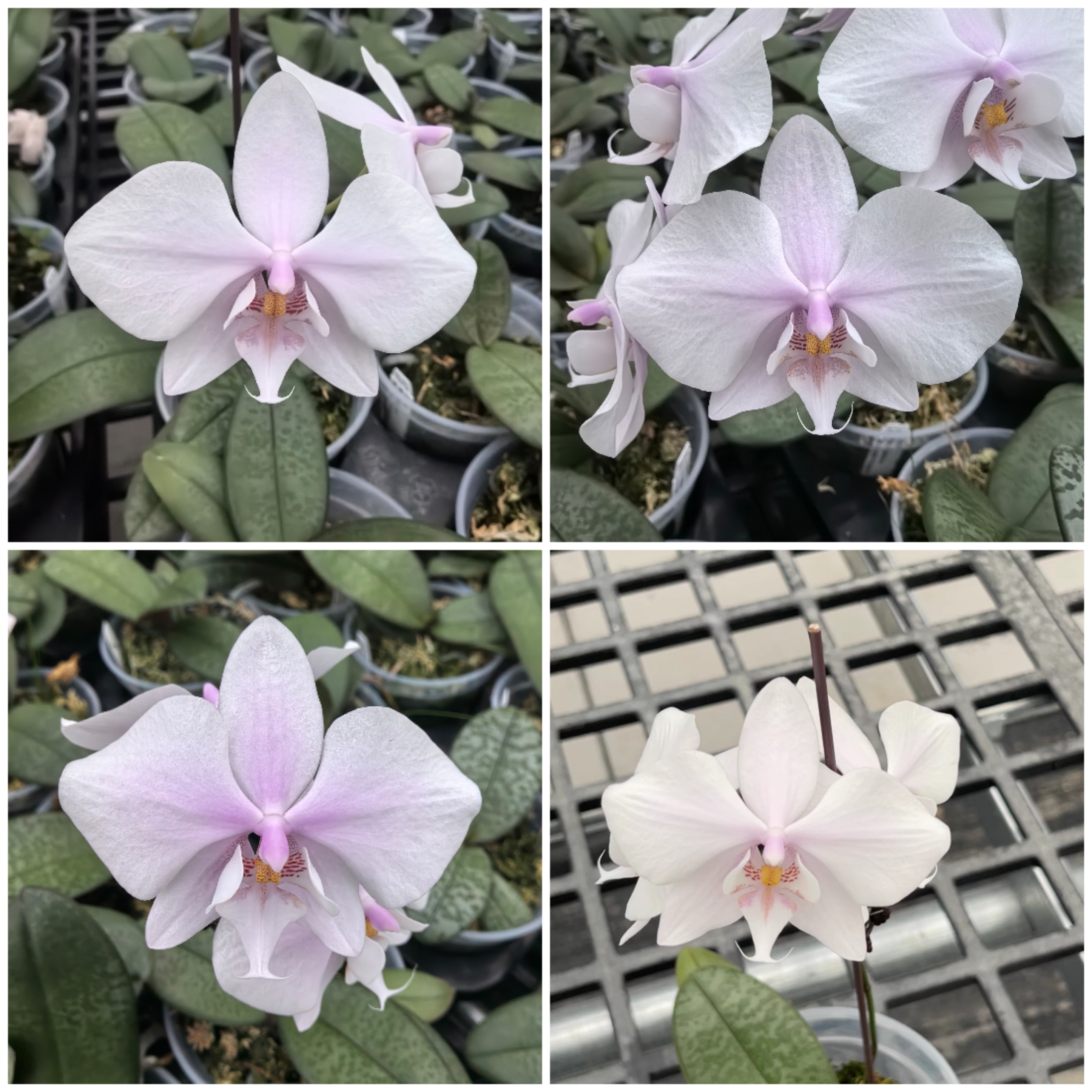 花农杰哥原生种蝴蝶兰 西蕾丽交菲律宾阿婆