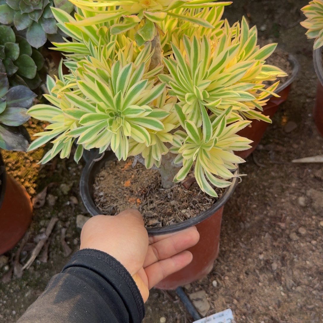 694夕颜。多肉植物