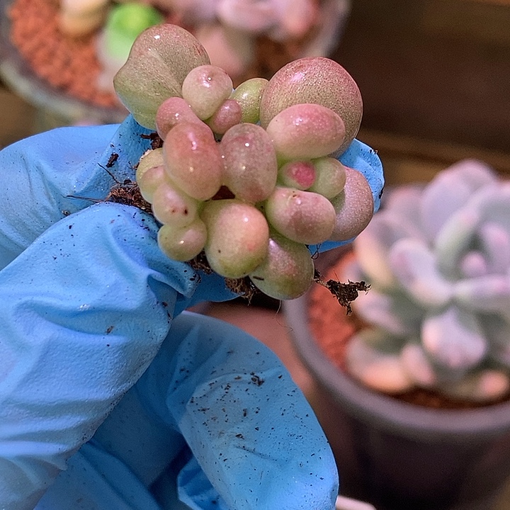 在****油煎丸子锦多肉植物中