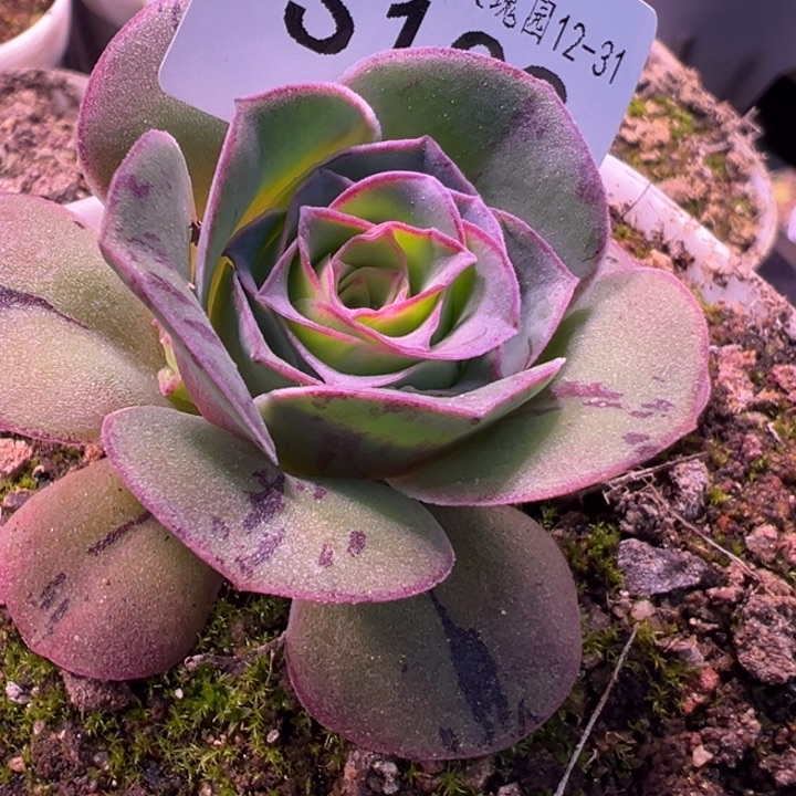 三碗109   孤契龙霜