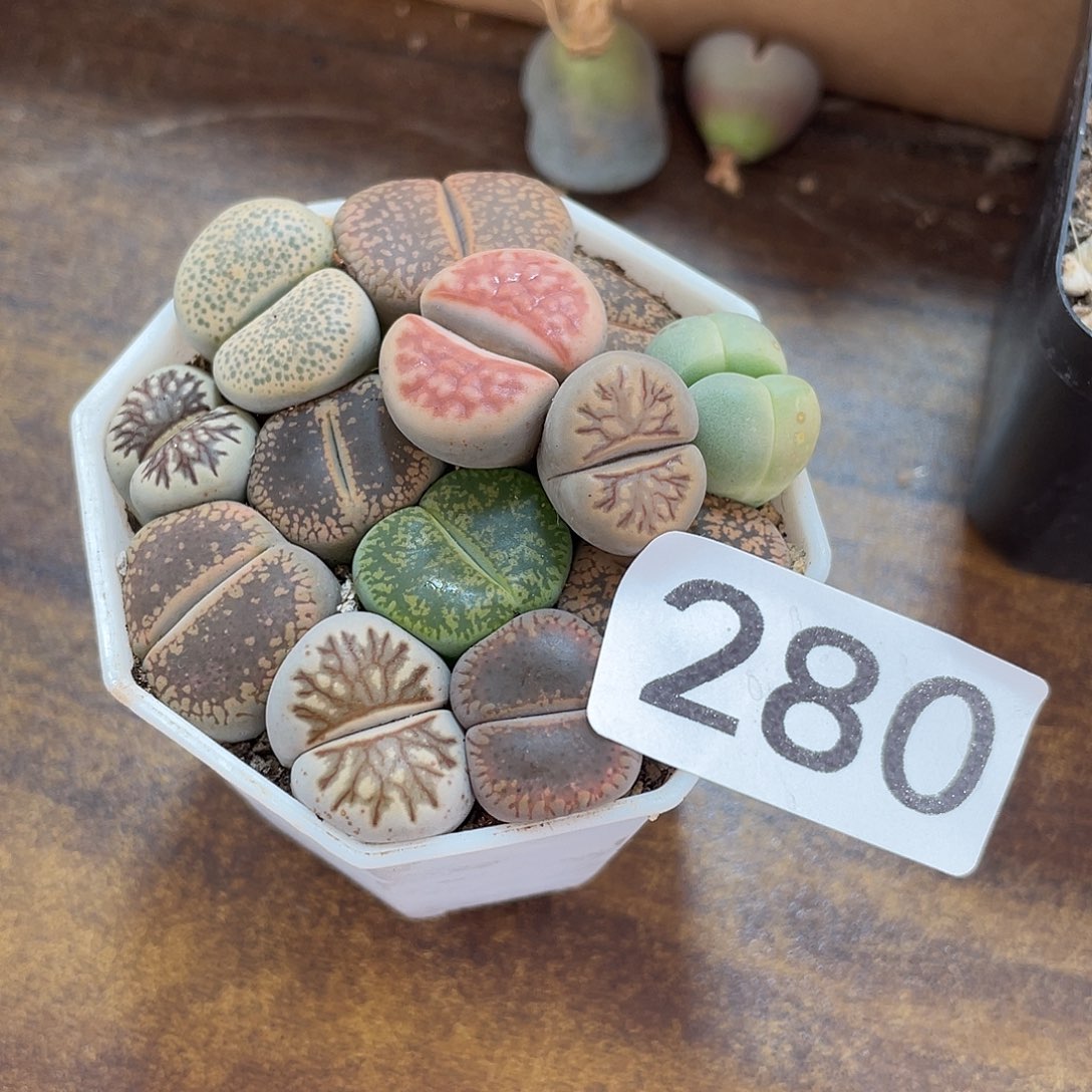 落**化生石花一盒000280