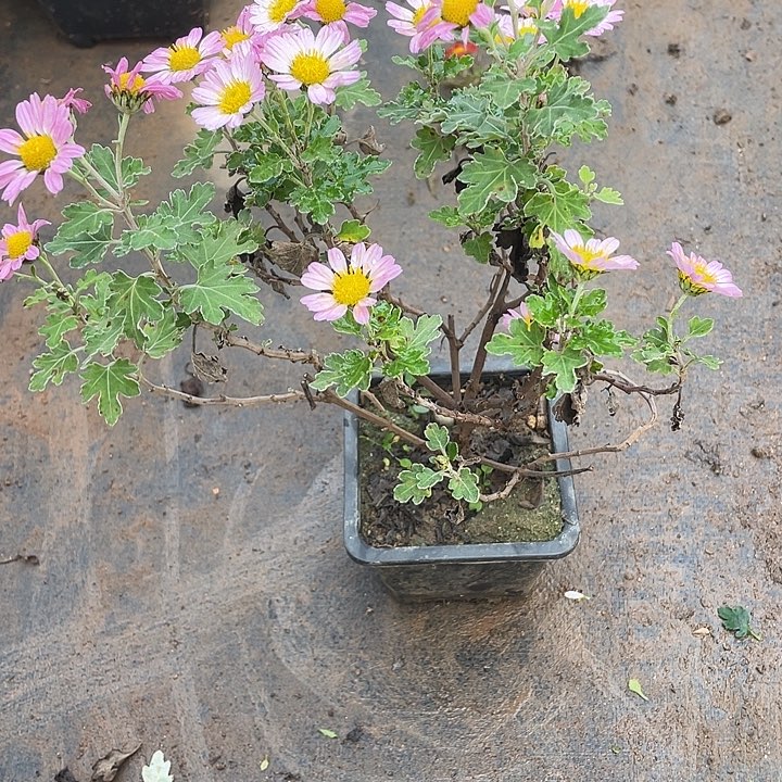 大***鱼25菊花菊花菊花菊花