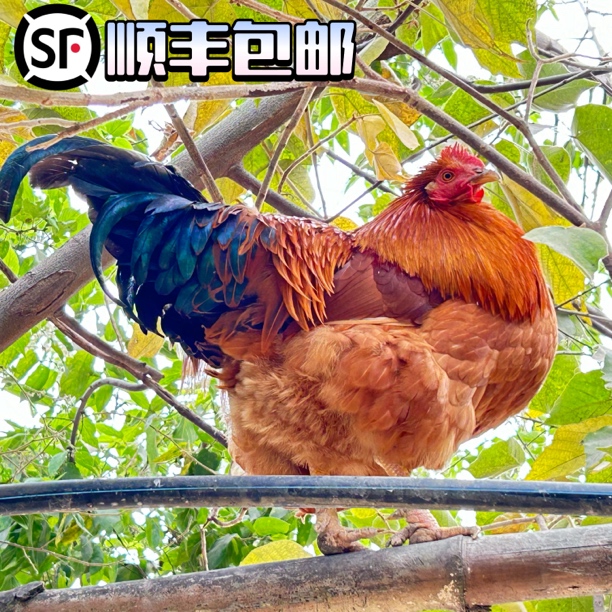 【顺丰生鲜链接杀好发货】一物一拍，330天跑山土阉鸡白切煲汤首选