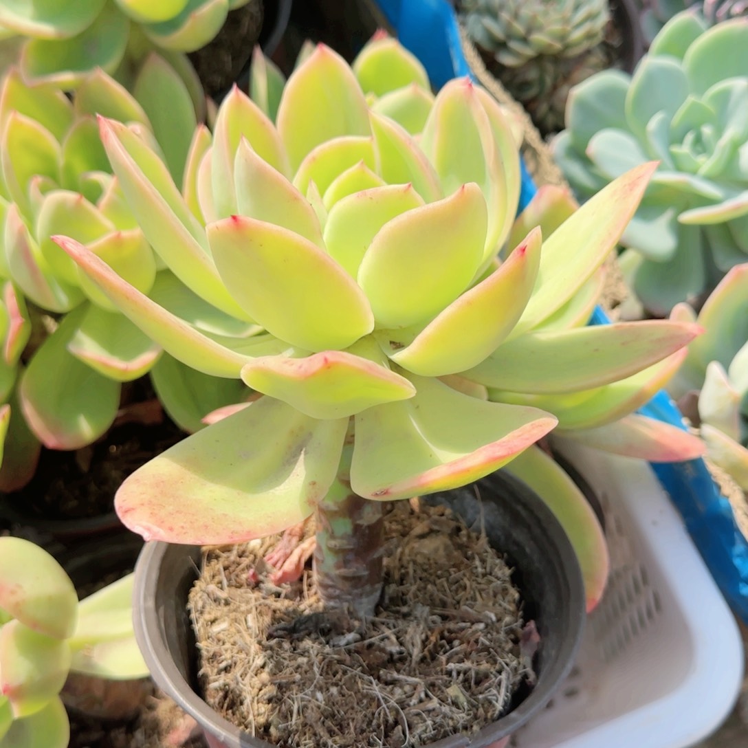 无花朵金辉大单头