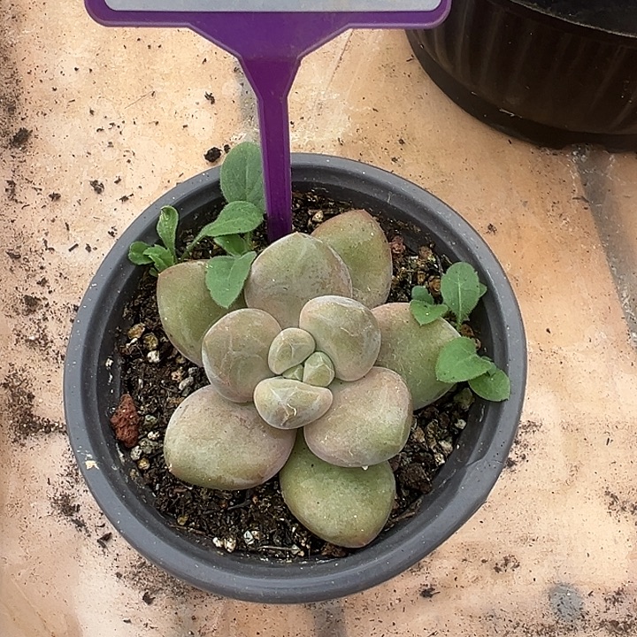 奶龙一物一拍841.