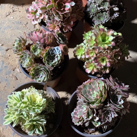 淼***艺和215一样大的法师多肉植物