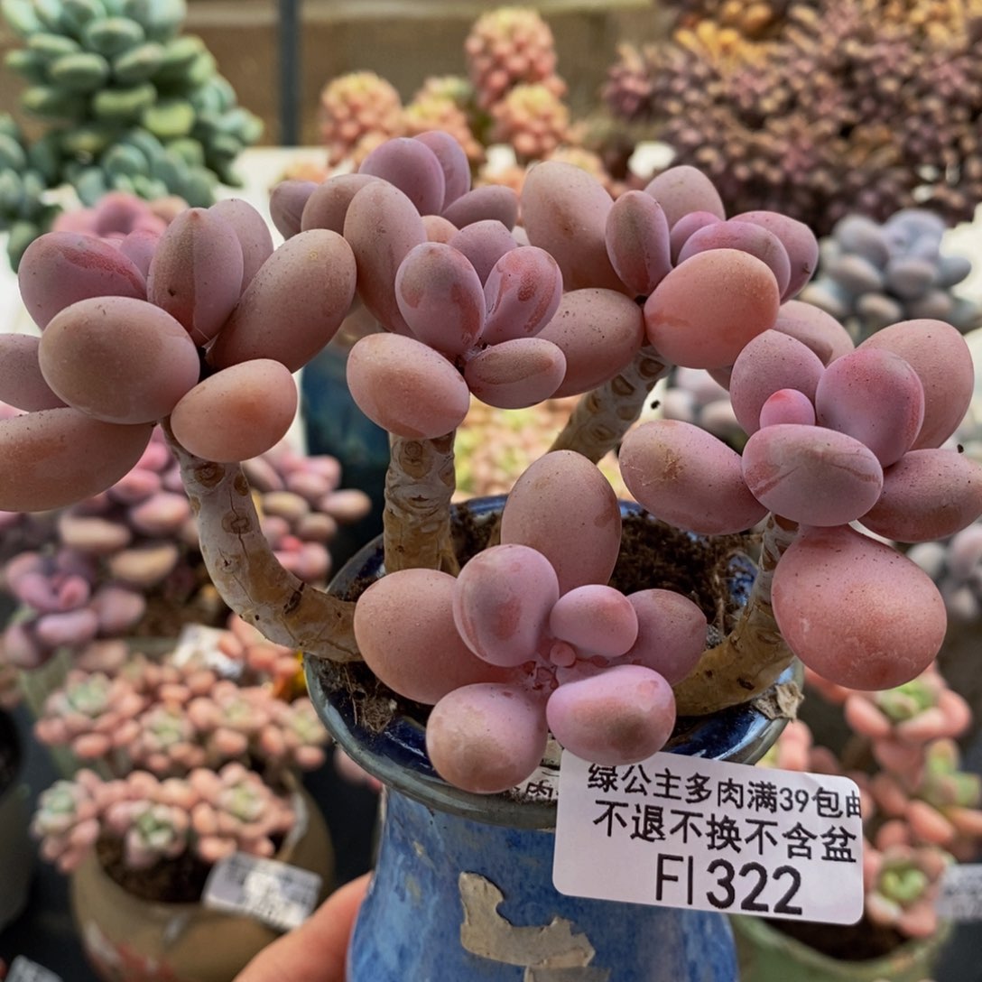 322糖果桃蛋10cm多肉