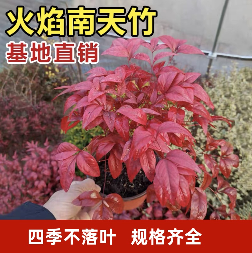 火焰南天竹盆栽树苗庭院观叶花卉绿植造景老桩花境植物搭配红天竹