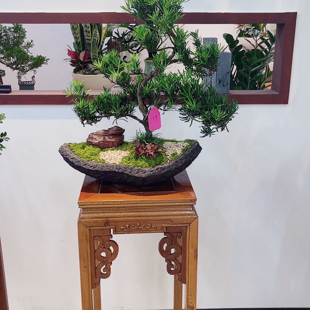 小***晓无花朵艺术盆景一物一拍