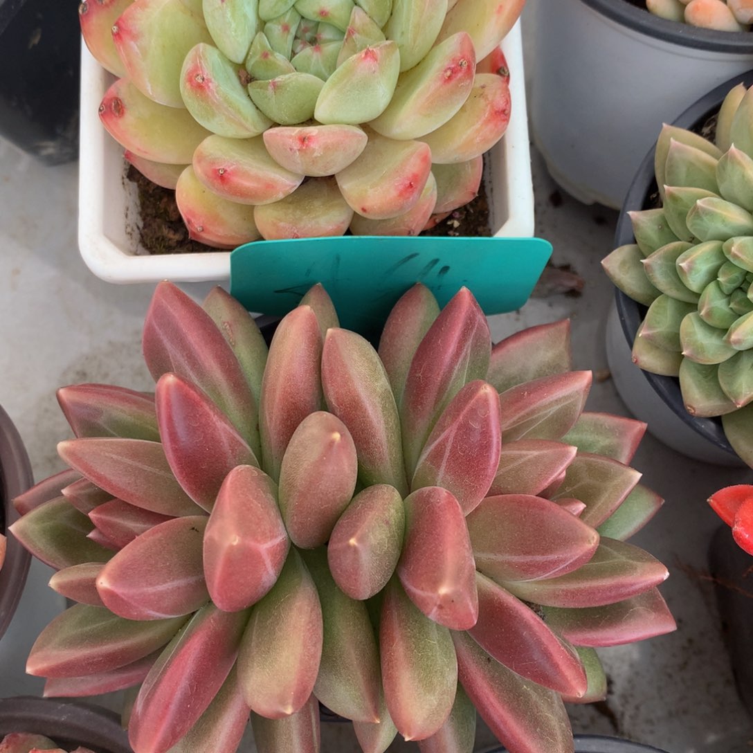 迷雾泡泡奥72727272727