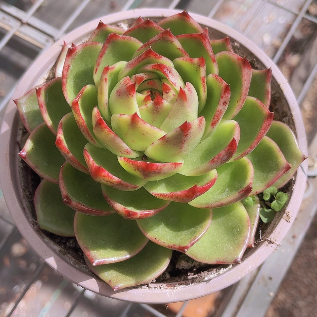 蓝龙变异14公分899999999