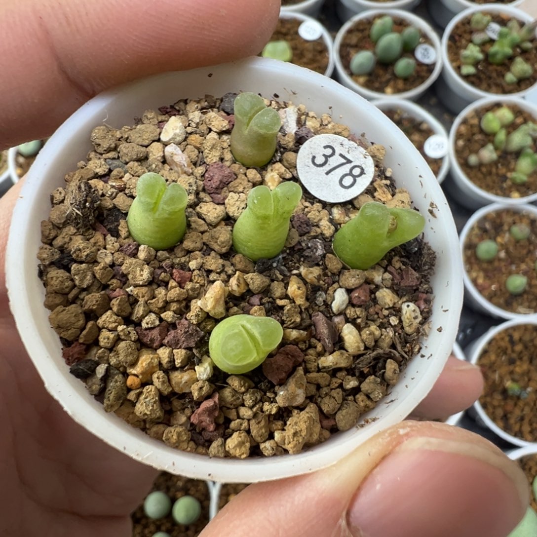 奶瓶风铃5颗带盆土