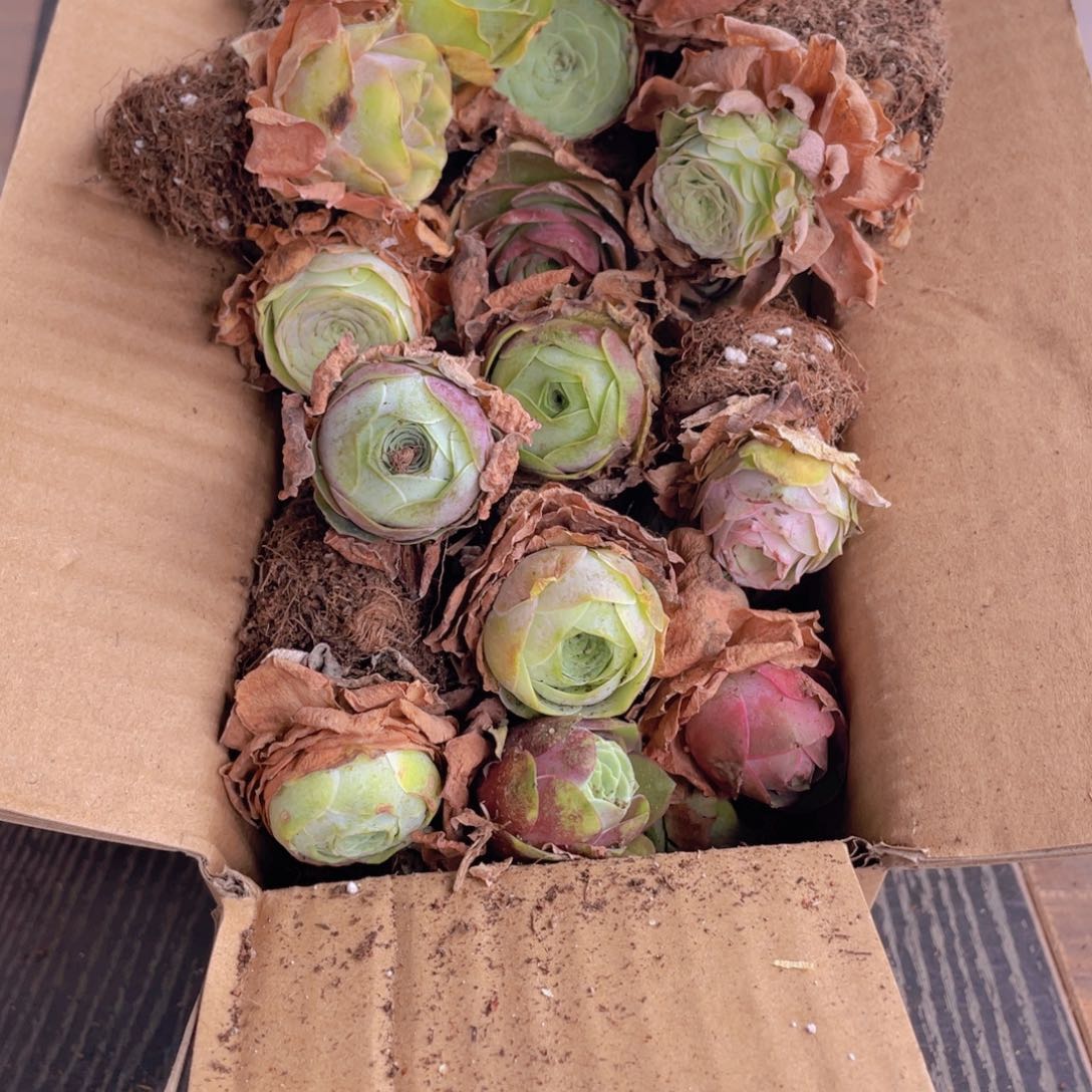 保底三十颗量拍➕花篮