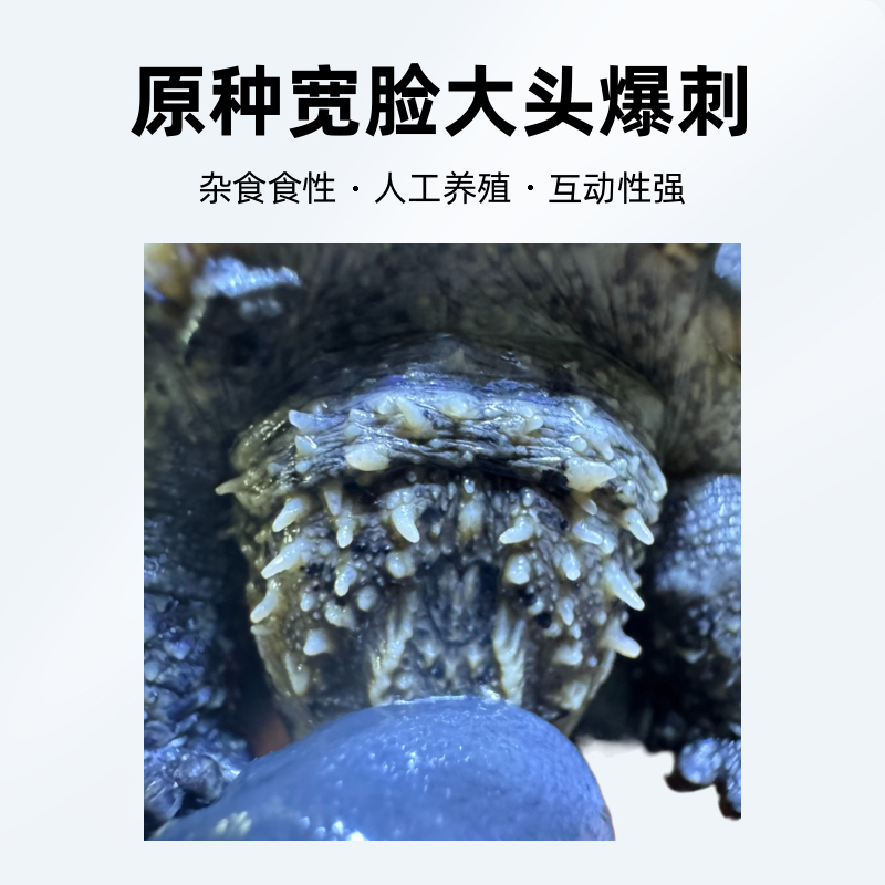 [直播挑选] 人工养殖观赏小乌龟