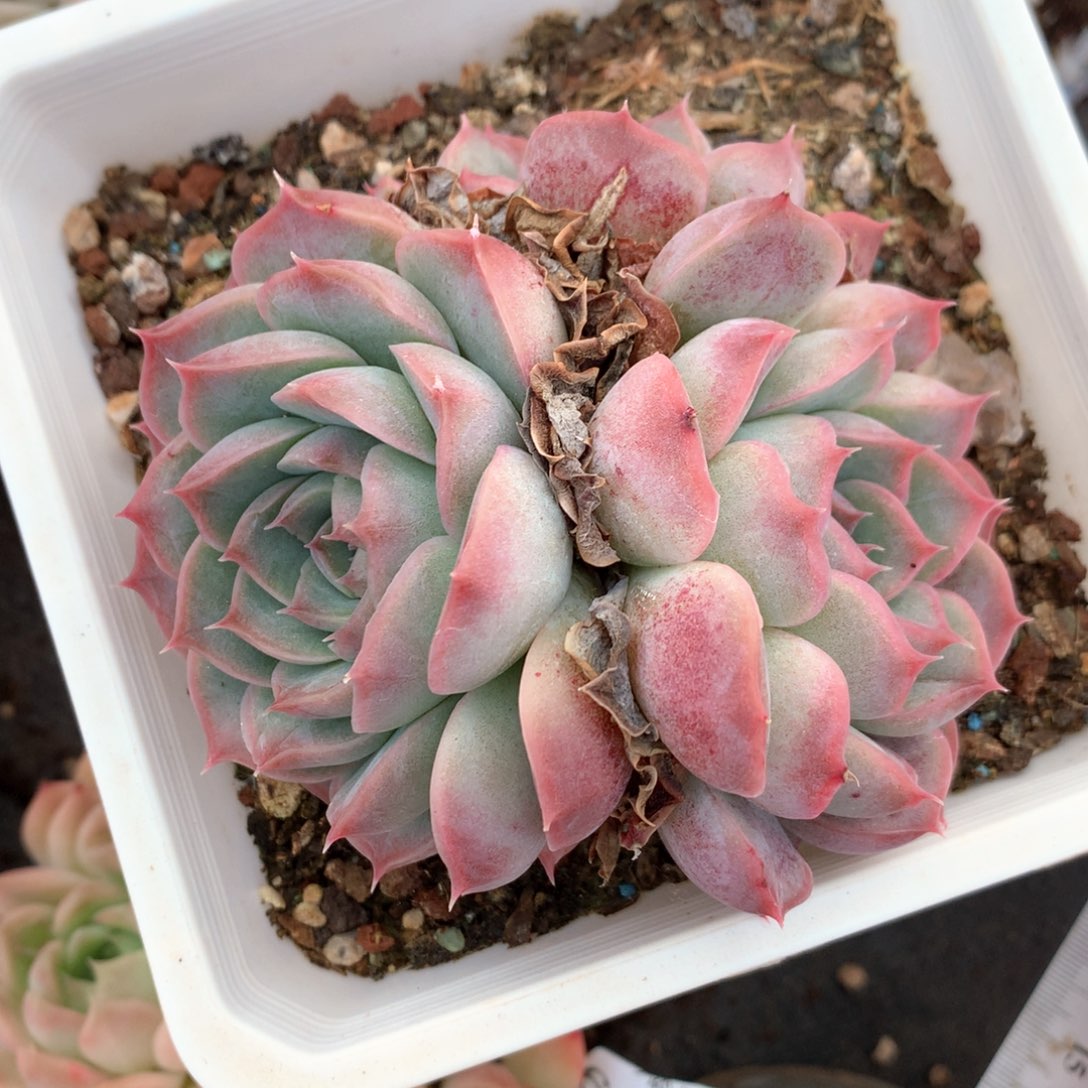 6568杂交多肉植物