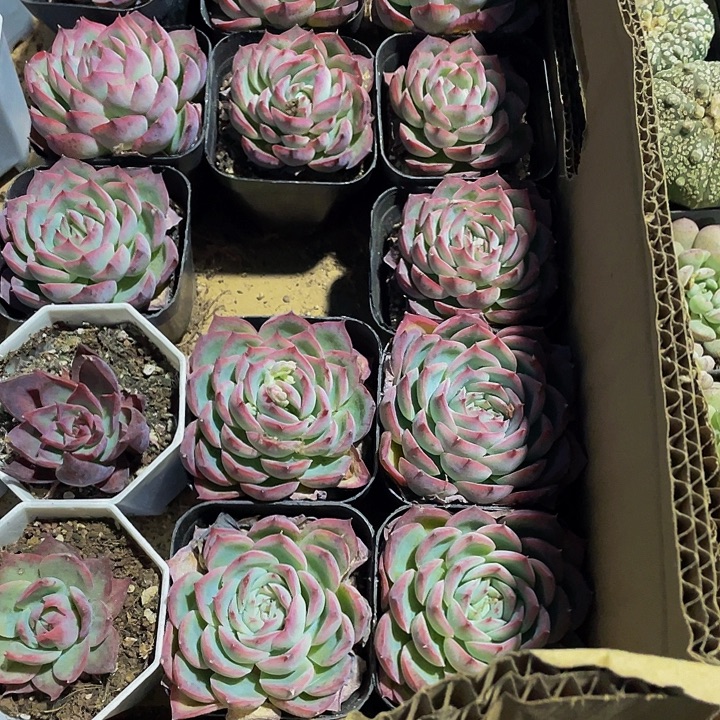 单头大侧影带盆土发货