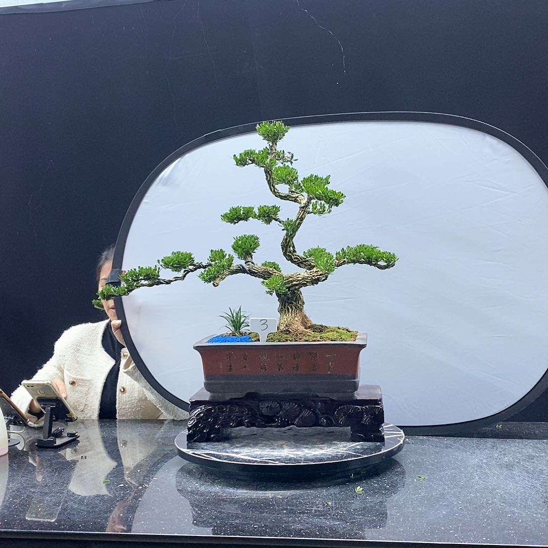 无花朵黄杨盆景艺术