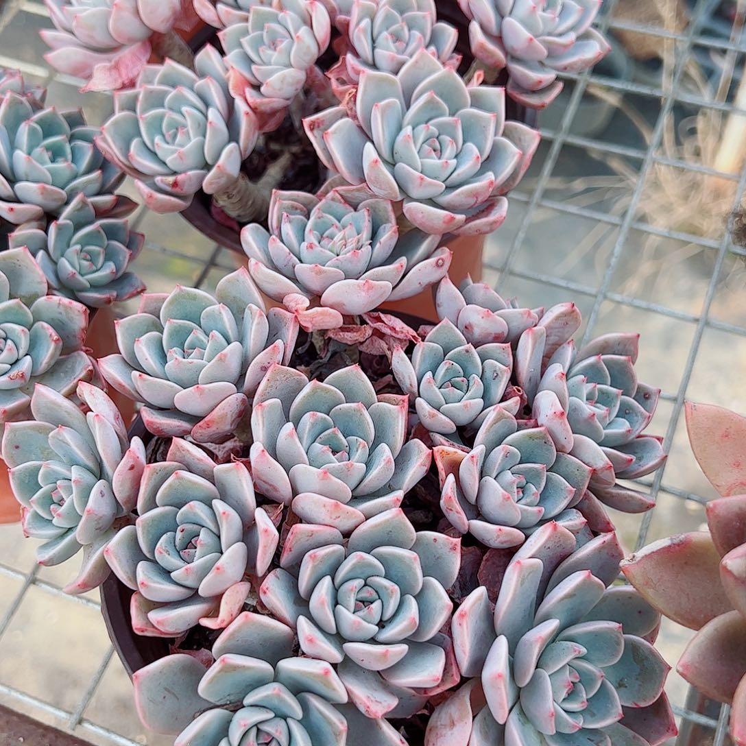 红粉佳人多头造型精品