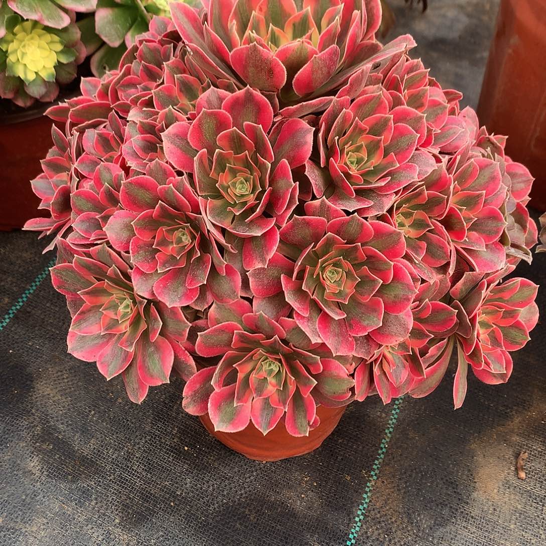 一***过完全开放法师图片上123456