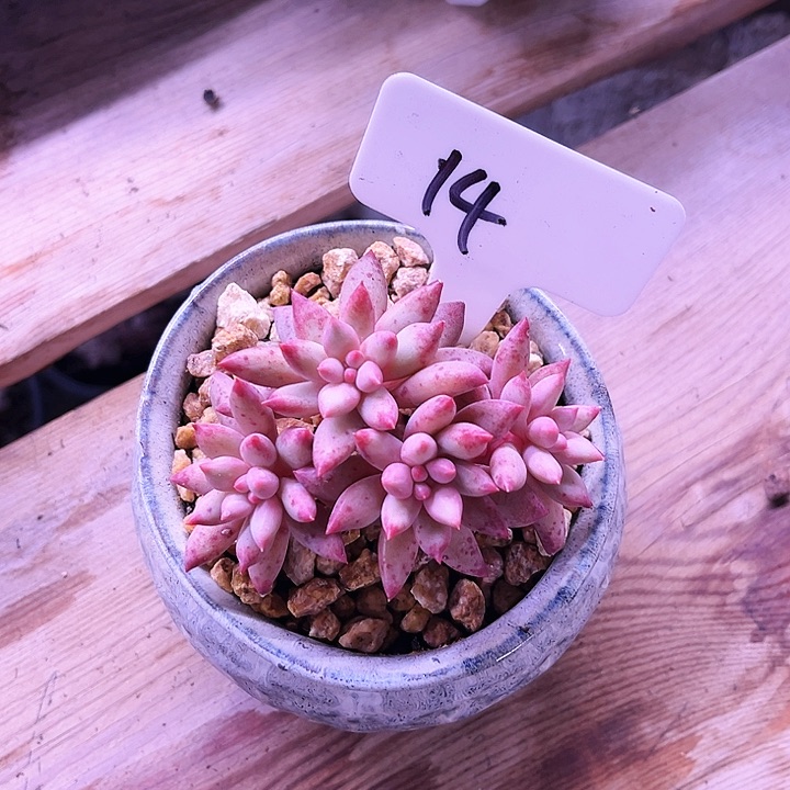 我是第一百个为妖千万